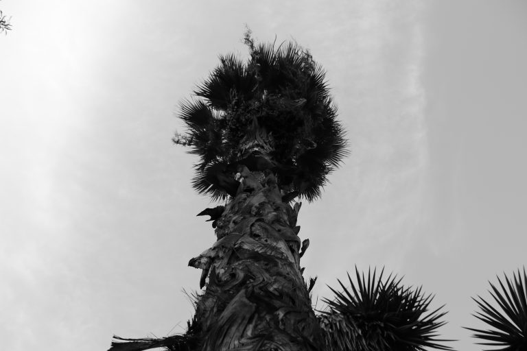 Poemas de Paula Treviño