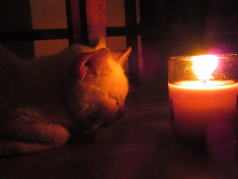 Siete poemas para las siete vidas de un gato